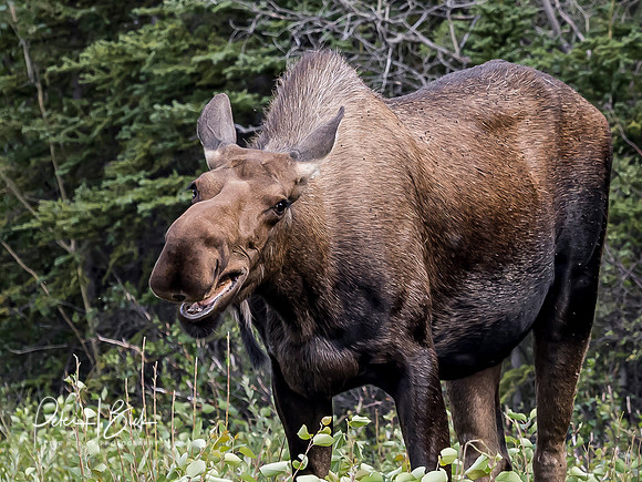 Alaska 2019 3719