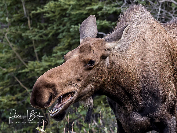 Alaska 2019 3722