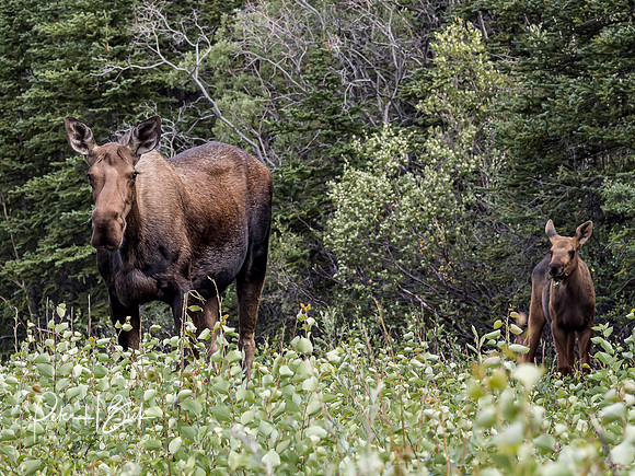 Alaska 2019 3739