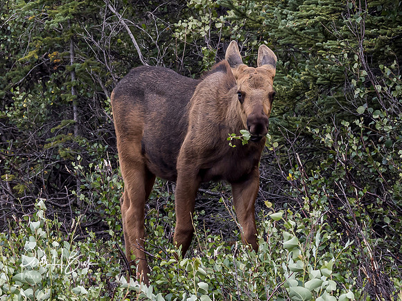 Alaska 2019 3798