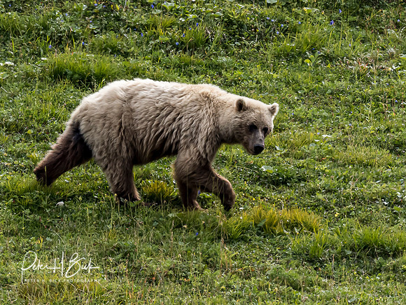Alaska 2019 3993