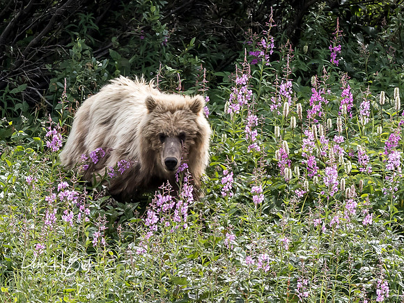 Alaska 2019 4011