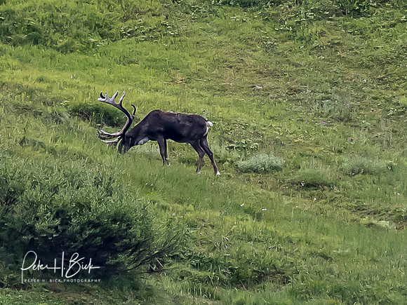 Alaska 2019 4088