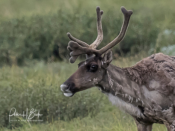 Alaska 2019 4313
