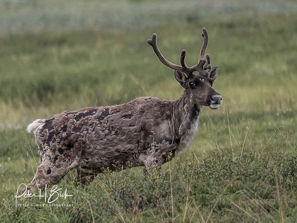 Alaska 2019 4346