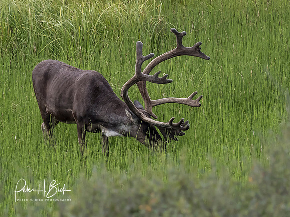 Alaska 2019 4627