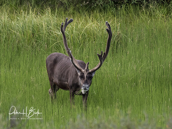 Alaska 2019 4643