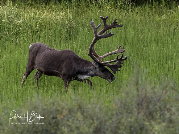 Alaska 2019 4668