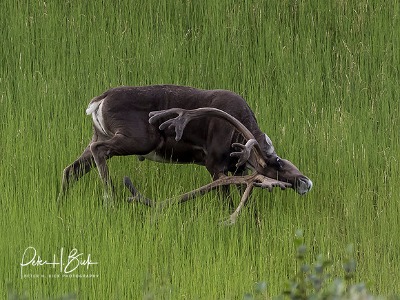 Alaska 2019 4706