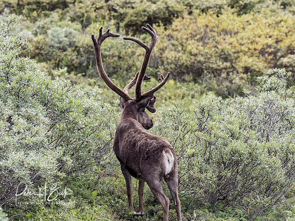 Alaska 2019 4774