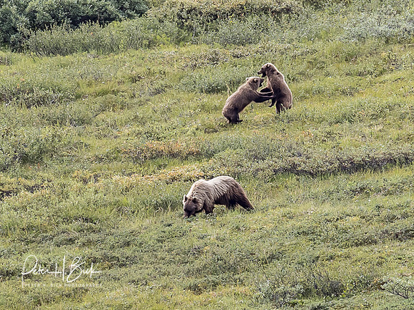 Alaska 2019 4796