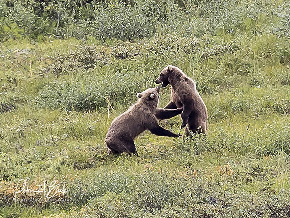 Alaska 2019 4797