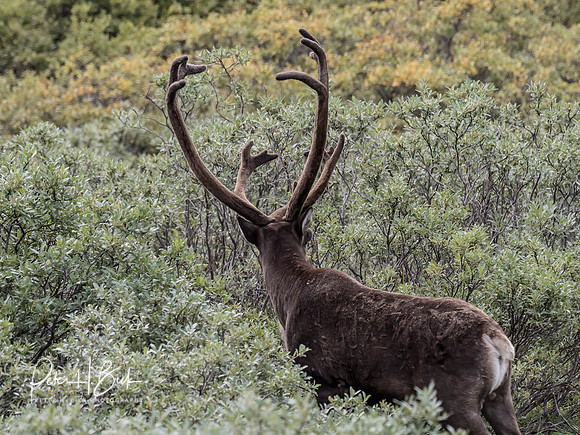 Alaska 2019 4834