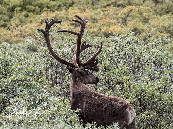Alaska 2019 4884