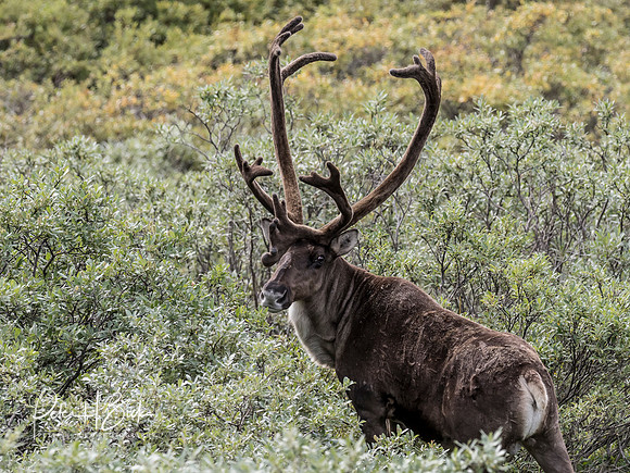 Alaska 2019 4910