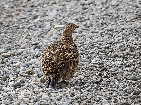 Alaska 2019 5263