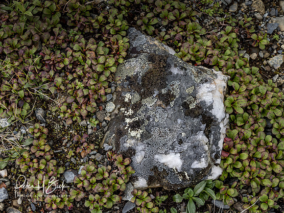 Alaska 2019 5502