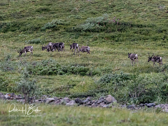 Alaska 2019 5825