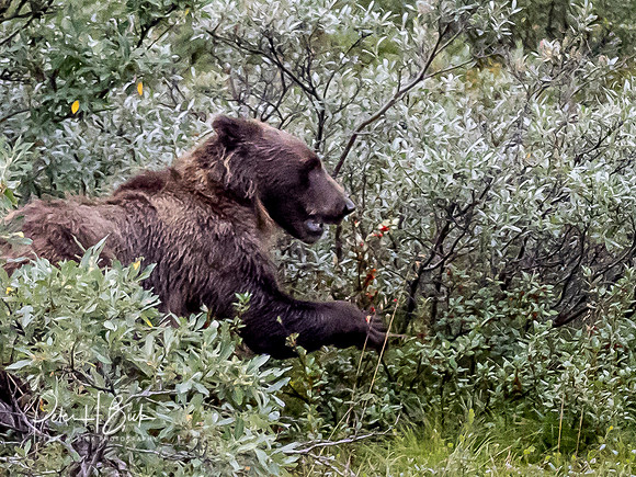 Alaska 2019 5842