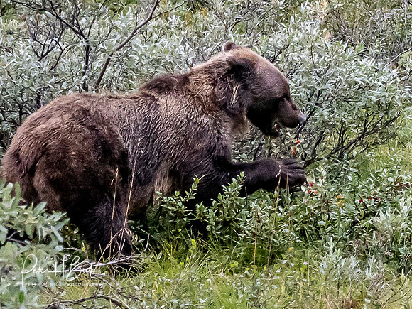 Alaska 2019 5854