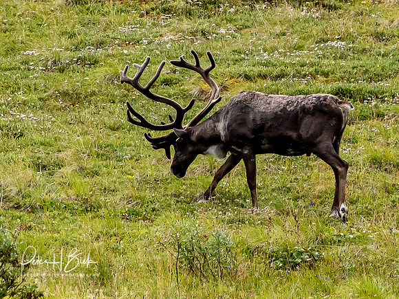 Alaska 2019 5873