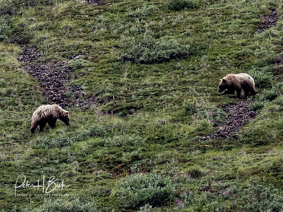 Alaska 2019 5893
