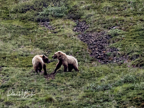 Alaska 2019 5898