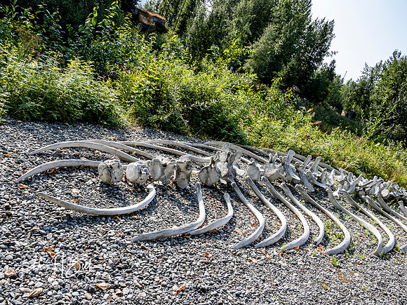 Alaska 2019 6022