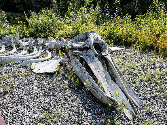 Alaska 2019 6025