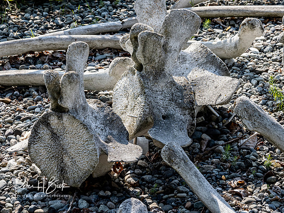 Alaska 2019 6076