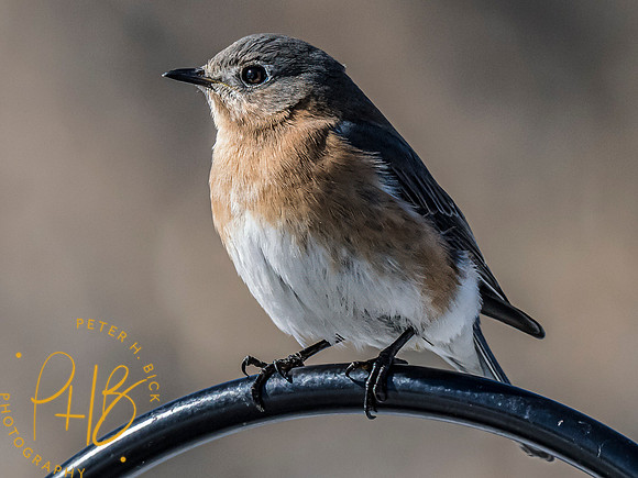 Indiana Birds and Wildlife 2024 1529-Edit