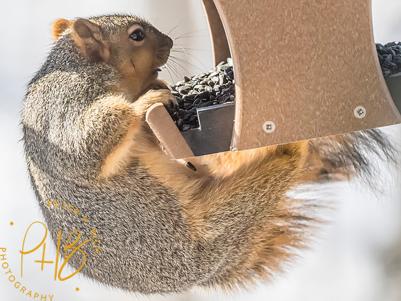 Indiana Birds and Wildlife 2025 1425-Edit