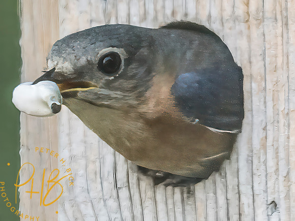 Indiana Birds and Wildlife 2025 8156-Edit-Edit