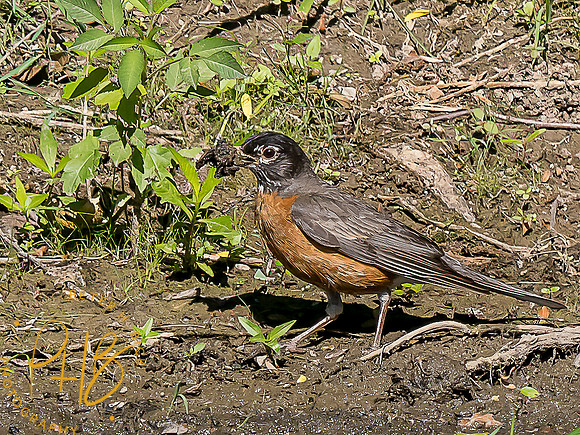-Indiana Birds and Wildlife 2022 6645-Edit