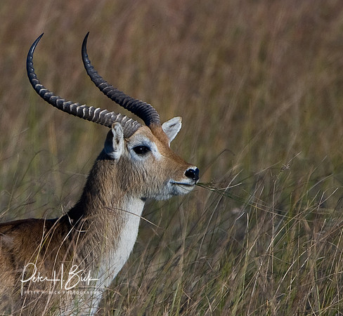 Africa 08 9419