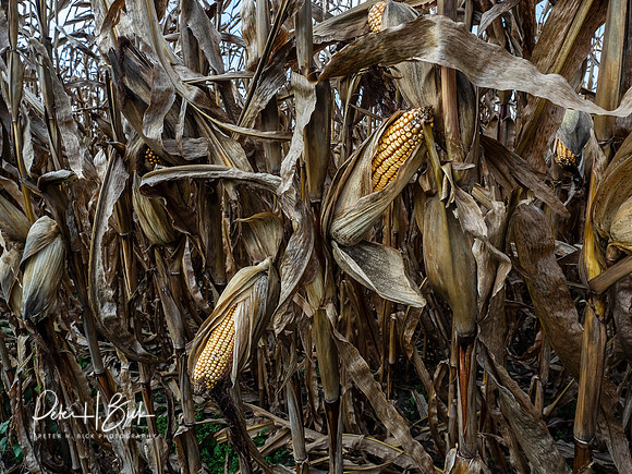 Indiana Countryside 0543