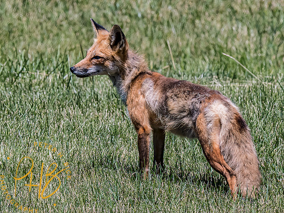 -Indiana Birds and Wildlife 2022 6405-Edit-Edit