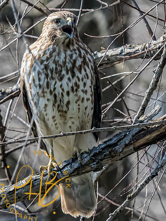 Indiana Birds and Wildlife 2024 1995-Edit