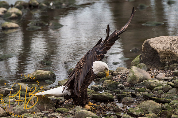 Bald Eagle 2016 0321