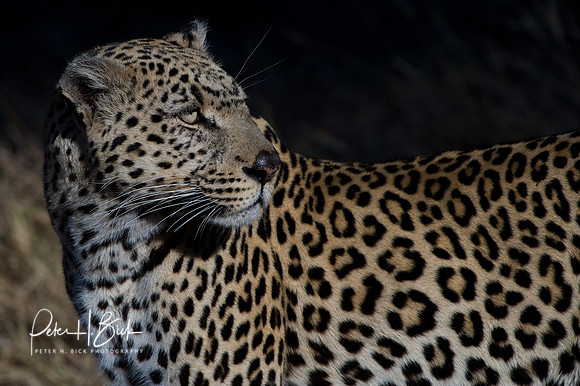 Africa 08 8828