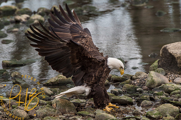 Bald Eagle 2016 0320