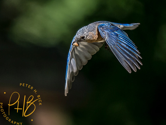 -Indiana Birds and Wildlife 2022 6585-Edit-Edit