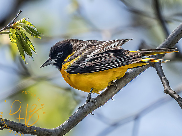 -Indiana Birds and Wildlife 2022 3907-Edit-Edit