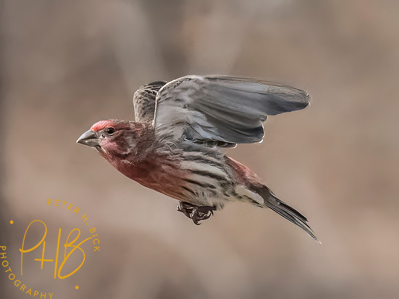 Indiana Birds and Wildlife 2024 1202-Edit