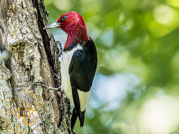 -Indiana Birds and Wildlife 2022 7252-Edit-Edit