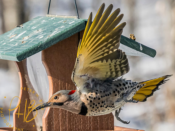 Indiana Birds and Wildlife 2025 1414-Edit