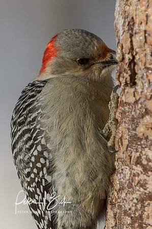 Zionsville Birds 2015 0307