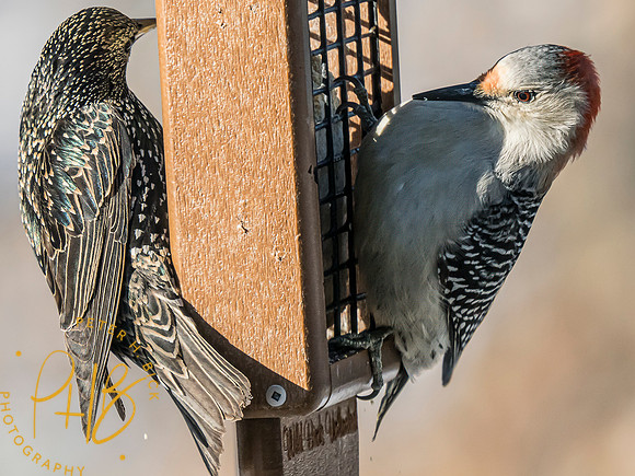 Indiana Birds and Wildlife 2025 1360-Edit
