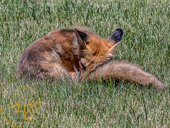 -Indiana Birds and Wildlife 2022 6418-Edit-Edit