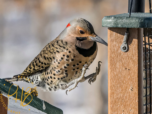 Indiana Birds and Wildlife 2025 1399-Edit